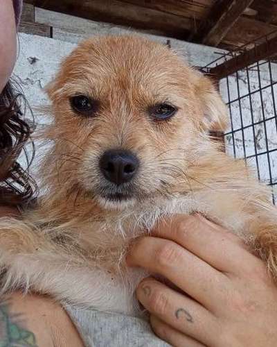 Tierschutzhunde suchen ein Zuhause-Beitrag-Bild