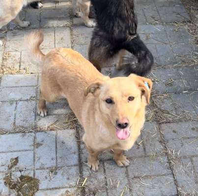 Tierschutzhunde suchen ein Zuhause-Beitrag-Bild