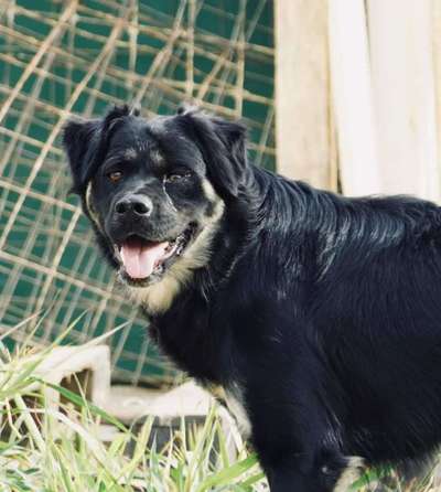 Tierschutzhunde suchen ein Zuhause-Beitrag-Bild