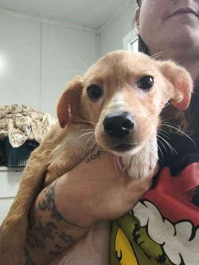 Tierschutzhunde suchen ein Zuhause-Beitrag-Bild