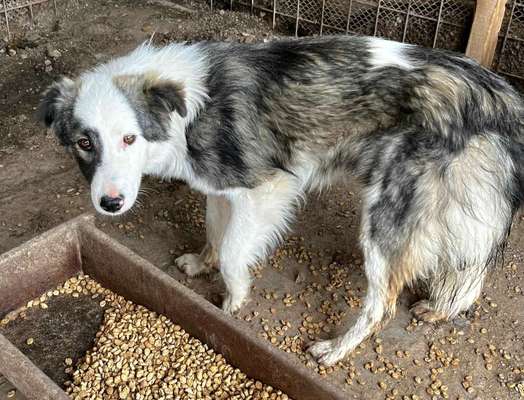 Tierschutzhunde suchen ein Zuhause-Beitrag-Bild