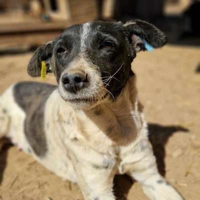 Tierschutzhunde suchen ein Zuhause-Beitrag-Bild