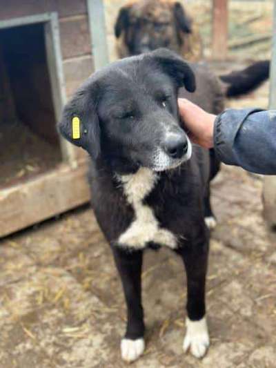 Tierschutzhunde suchen ein Zuhause-Beitrag-Bild