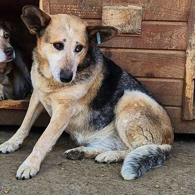 Tierschutzhunde suchen ein Zuhause-Beitrag-Bild
