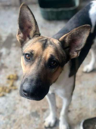 Tierschutzhunde suchen ein Zuhause-Beitrag-Bild