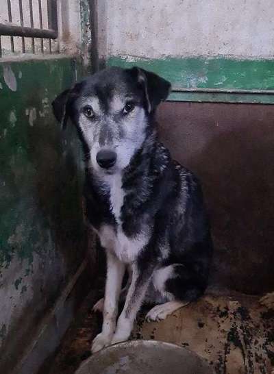 Tierschutzhunde suchen ein Zuhause-Beitrag-Bild