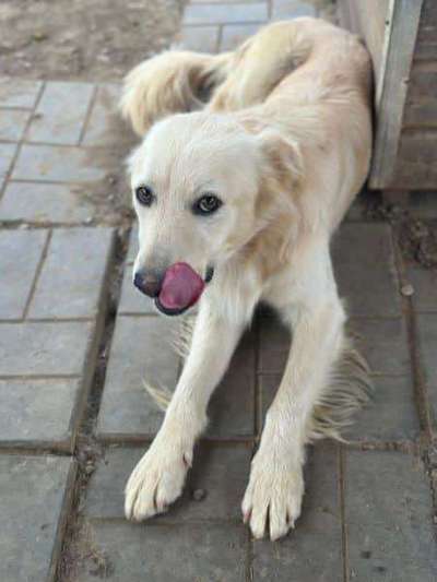 Tierschutzhunde suchen ein Zuhause-Beitrag-Bild