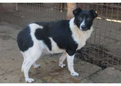 Tierschutzhunde suchen ein Zuhause-Beitrag-Bild