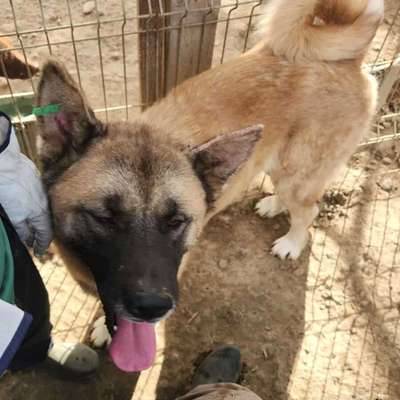 Tierschutzhunde suchen ein Zuhause-Beitrag-Bild