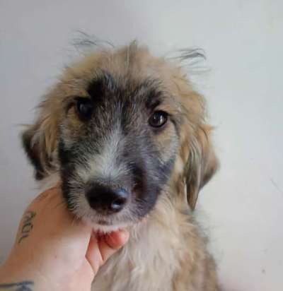 Tierschutzhunde suchen ein Zuhause-Beitrag-Bild