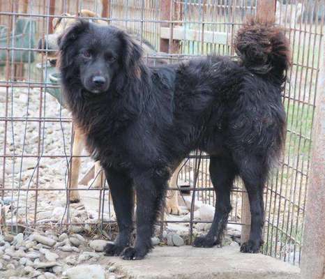 Tierschutzhunde suchen ein Zuhause-Beitrag-Bild