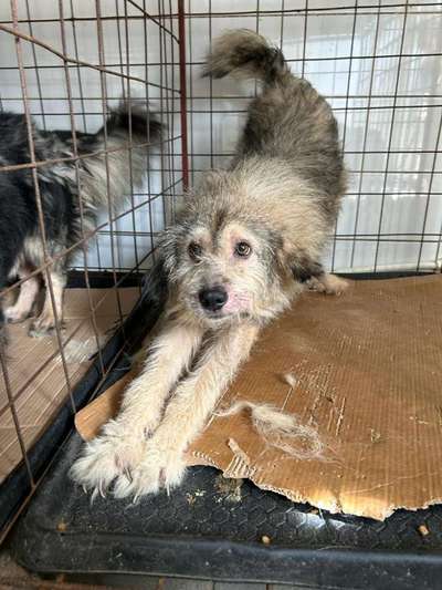 Tierschutzhunde suchen ein Zuhause-Beitrag-Bild