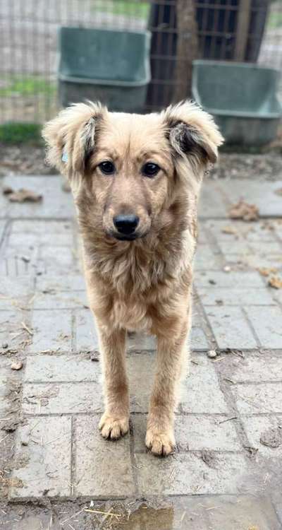 Tierschutzhunde suchen ein Zuhause-Beitrag-Bild