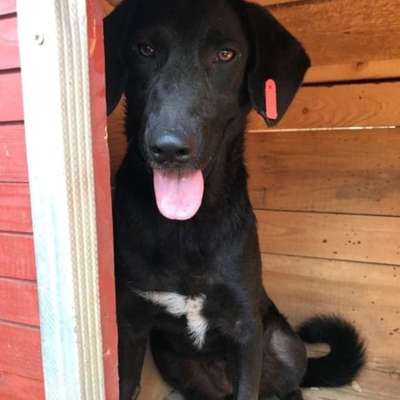 Tierschutzhunde suchen ein Zuhause-Beitrag-Bild