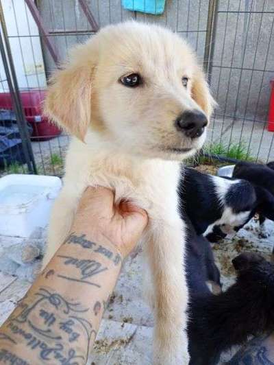 Tierschutzhunde suchen ein Zuhause-Beitrag-Bild