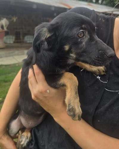 Tierschutzhunde suchen ein Zuhause-Beitrag-Bild