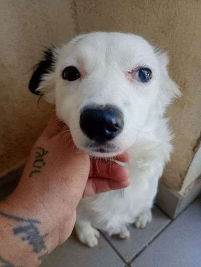 Tierschutzhunde suchen ein Zuhause-Beitrag-Bild