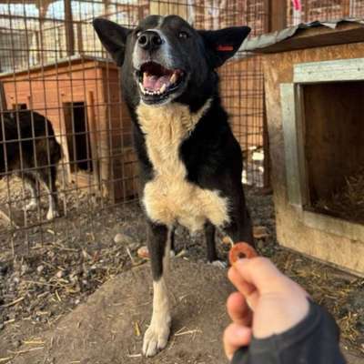 Tierschutzhunde suchen ein Zuhause-Beitrag-Bild