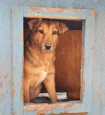 Tierschutzhunde suchen ein Zuhause-Beitrag-Bild