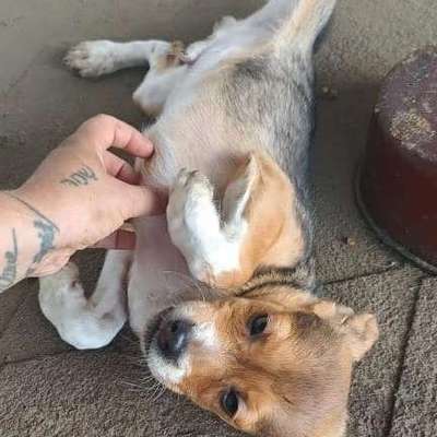 Tierschutzhunde suchen ein Zuhause-Beitrag-Bild