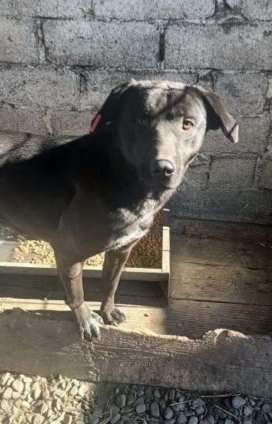 Tierschutzhunde suchen ein Zuhause-Beitrag-Bild