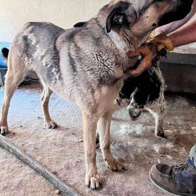 Tierschutzhunde suchen ein Zuhause-Beitrag-Bild