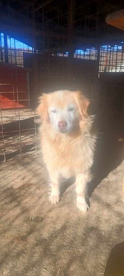 Tierschutzhunde suchen ein Zuhause-Beitrag-Bild