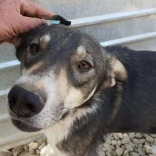 Tierschutzhunde suchen ein Zuhause-Beitrag-Bild