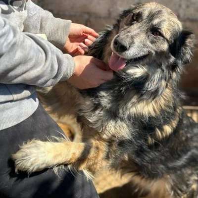Tierschutzhunde suchen ein Zuhause-Beitrag-Bild