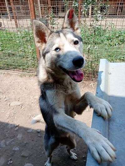 Tierschutzhunde suchen ein Zuhause-Beitrag-Bild