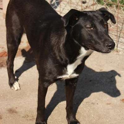 Tierschutzhunde suchen ein Zuhause-Beitrag-Bild