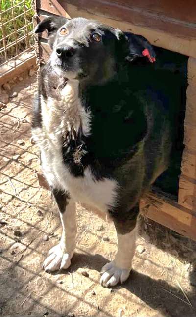 Tierschutzhunde suchen ein Zuhause-Beitrag-Bild