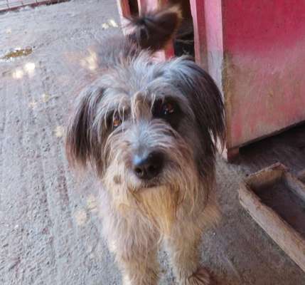 Tierschutzhunde suchen ein Zuhause-Beitrag-Bild