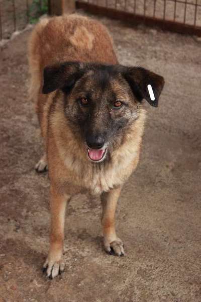 Tierschutzhunde suchen ein Zuhause-Beitrag-Bild