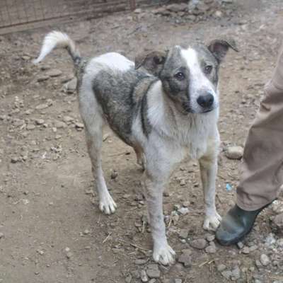 Tierschutzhunde suchen ein Zuhause-Beitrag-Bild