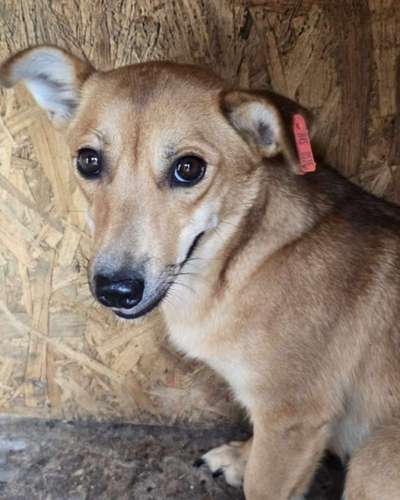 Tierschutzhunde suchen ein Zuhause-Beitrag-Bild