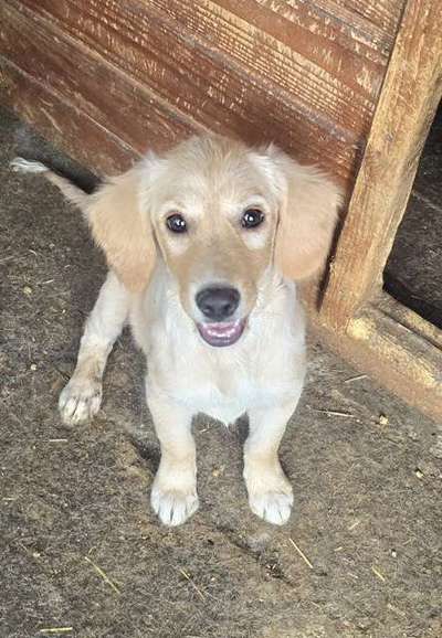 Tierschutzhunde suchen ein Zuhause-Beitrag-Bild