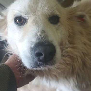 Tierschutzhunde suchen ein Zuhause-Beitrag-Bild