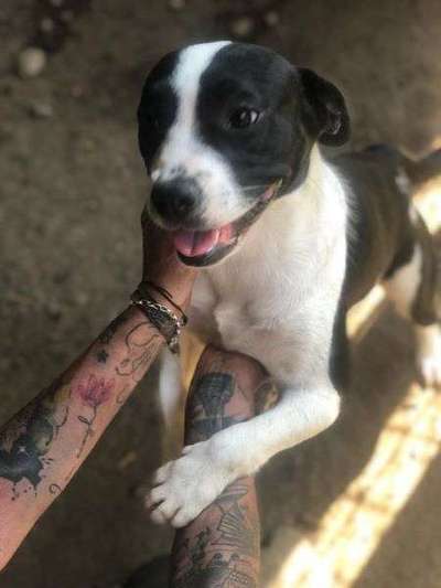 Tierschutzhunde suchen ein Zuhause-Beitrag-Bild