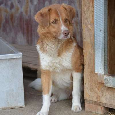 Tierschutzhunde suchen ein Zuhause-Beitrag-Bild