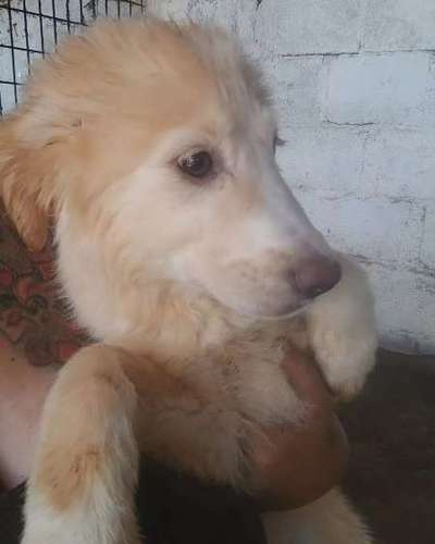 Tierschutzhunde suchen ein Zuhause-Beitrag-Bild