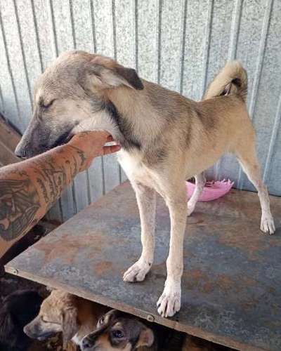 Tierschutzhunde suchen ein Zuhause-Beitrag-Bild