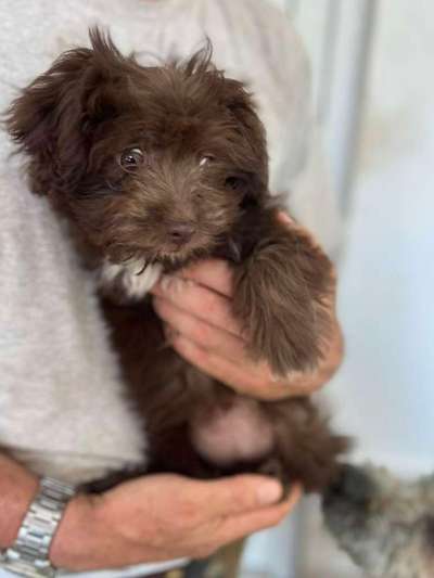 Tierschutzhunde suchen ein Zuhause-Beitrag-Bild