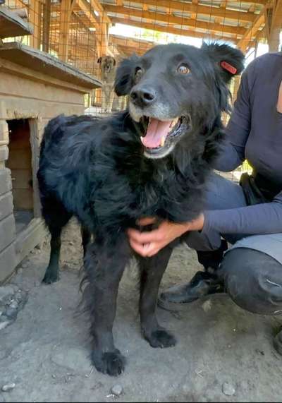 Tierschutzhunde suchen ein Zuhause-Beitrag-Bild