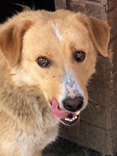 Tierschutzhunde suchen ein Zuhause-Beitrag-Bild