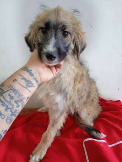 Tierschutzhunde suchen ein Zuhause-Beitrag-Bild