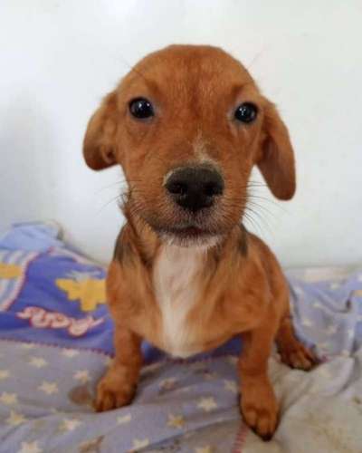 Tierschutzhunde suchen ein Zuhause-Beitrag-Bild