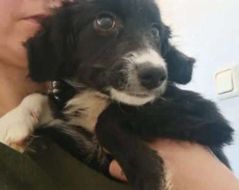 Tierschutzhunde suchen ein Zuhause-Beitrag-Bild