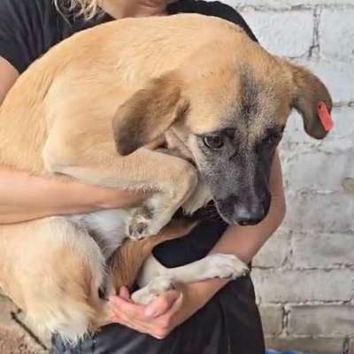 Tierschutzhunde suchen ein Zuhause-Beitrag-Bild