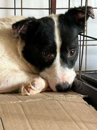 Tierschutzhunde suchen ein Zuhause-Beitrag-Bild